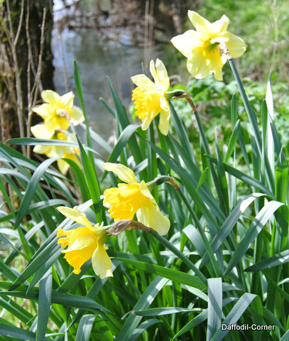 A photo of daffodils